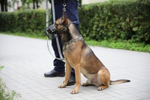 policjanci podczas zabezpieczenia meczu